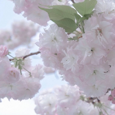 芒市FurryQQ群介绍